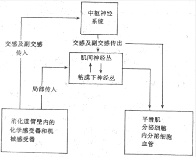 此外卵巢功能、激素代謝均受高級神經中樞的控制調節