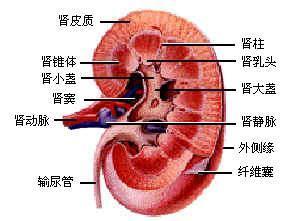 胰腺癌容易發生在老年人身上，其中大多數發生在60歲以上的人群中